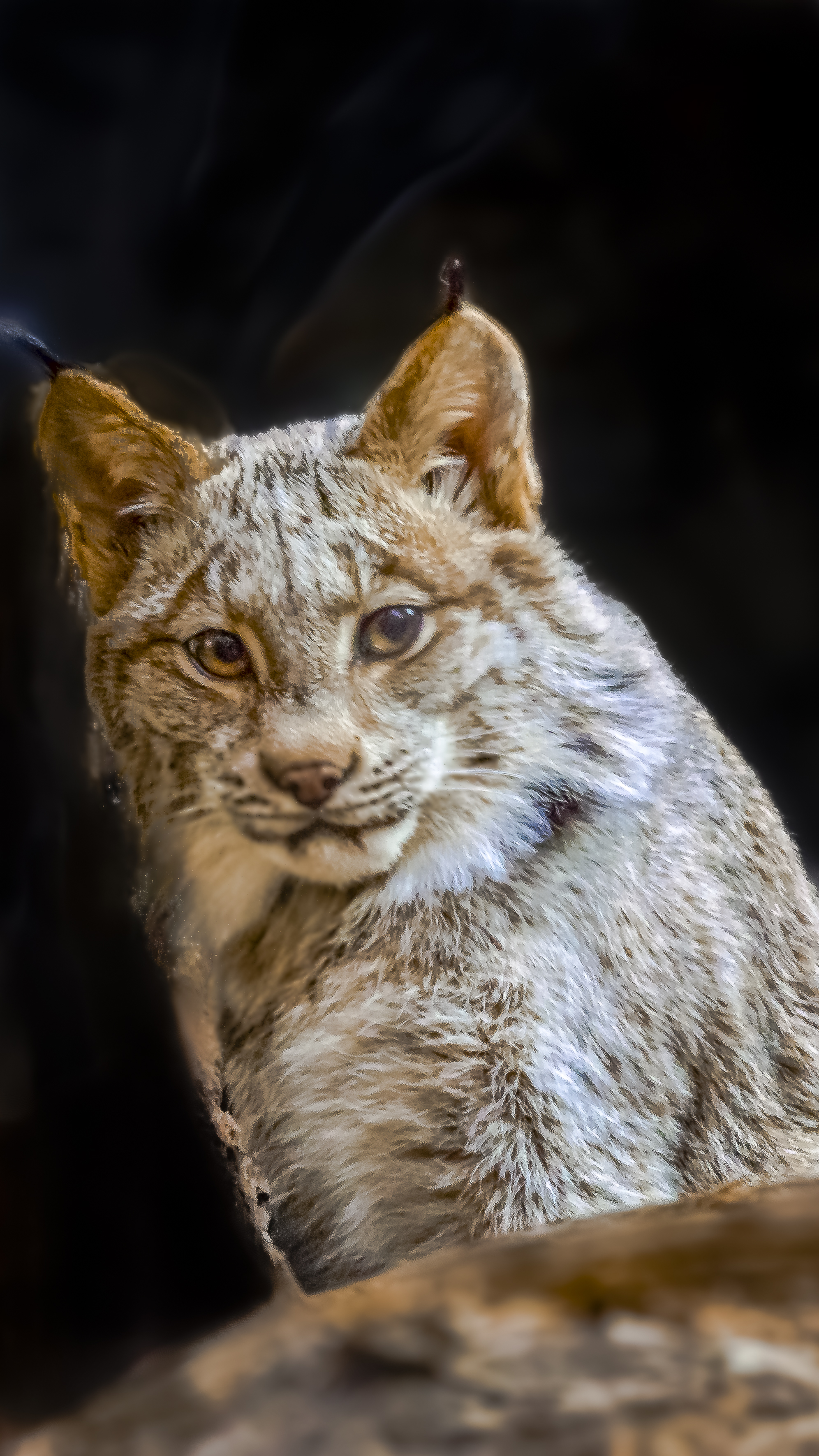 Jeune Lynx de deux ans